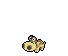 Hippopotas