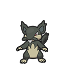 Rattata