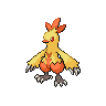 Combusken, Front, in Black 2 & White 2