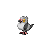 Pidove, Front, in Black & White