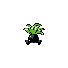Oddish