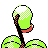 Bellsprout, Back, in Gold & Silver