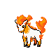 Ponyta