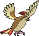 Pidgeotto, Back, in Omega Ruby & Alpha Sapphire