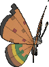 Vivillon High Plains, Back, in Omega Ruby & Alpha Sapphire