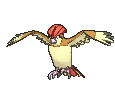 Pidgeotto in Ultra Sun & Ultra Moon