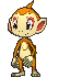 Chimchar, Front, in Ultra Sun & Ultra Moon