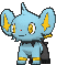 Shinx, Front, in Sun & Moon