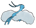 Altaria, Back, in Sun & Moon