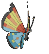 Vivillon Ocean, Back, in Sun & Moon