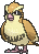 Pidgey in X & Y