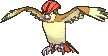 Pidgeotto in X & Y