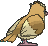 Pidgey, Back, in X & Y