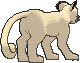 Persian, Back, in X & Y