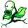 Bellsprout, Game Boy Color, in Yellow